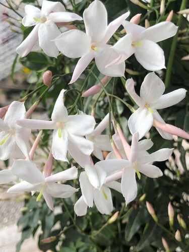 Jasmine Polyanthum Tripod 17cm