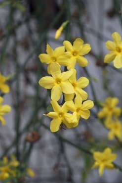 Jasminum Nudiflorum (Winter Jasmine) 3 litre