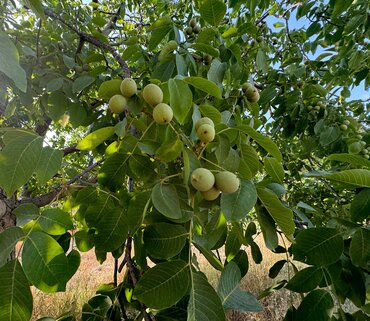 Juglans regia 12 Litre