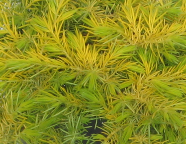 Juniperus Allgold 2.3 Litre