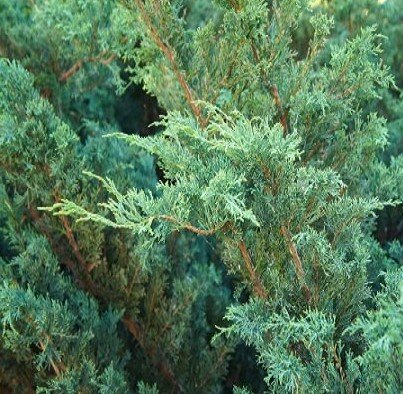 Juniperus Blue Alps 2.3 Litre