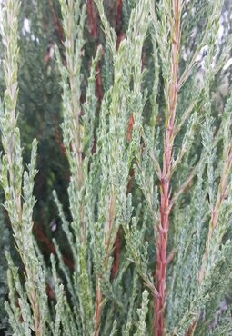 Juniperus Blue Arrow 1 Litre