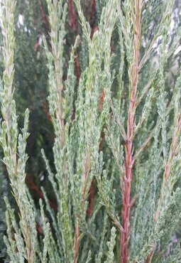 Juniperus Blue Arrow 3 Litre