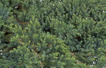 Juniperus Blue Carpet 1 litre