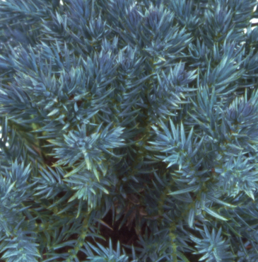 Juniperus Blue Star 1 Litre
