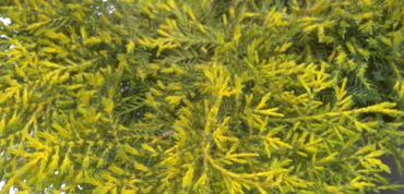 Juniperus Carbury Gold 1 Litre
