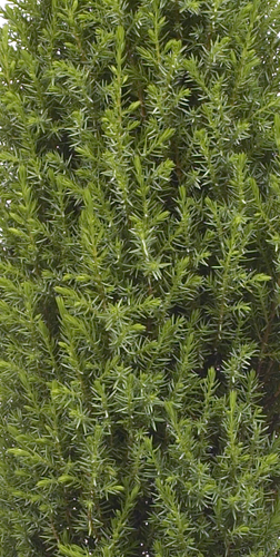 Juniperus Compressa 1 litre