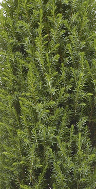 Juniperus Compressa 1 litre