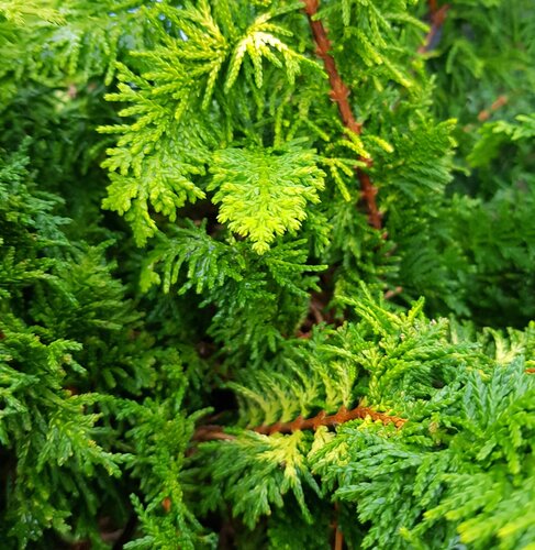 Juniperus Golden Saucer 2.3 Litre