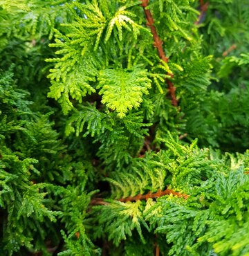Juniperus Golden Saucer 2.3 Litre