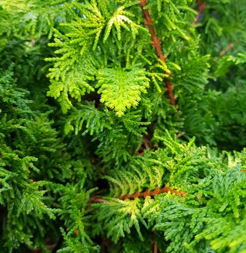 Juniperus Golden Saucer 2.3 litre