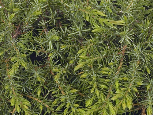 Juniperus Green Carpet 2.3 Litre
