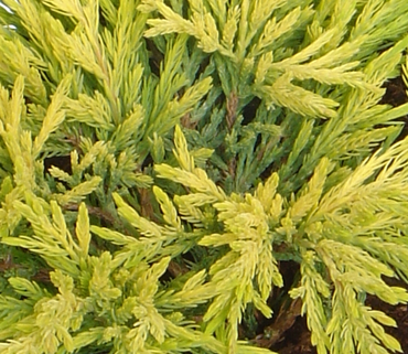 Juniperus Lime Glow 1 Litre