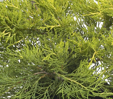 Juniperus Old Gold 1 Litre