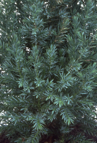 Juniperus Pyramidalis 1 Litre
