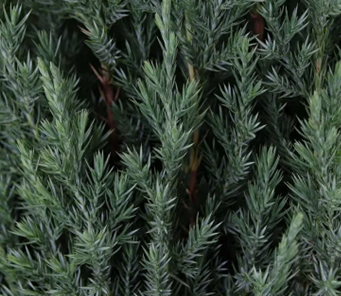 Juniperus Stricta 6 Litre