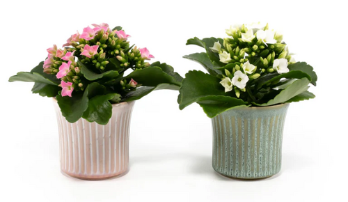 Kalanchoe in Hampshire Ceramic 6cm - image 1