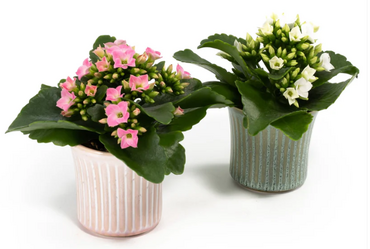 Kalanchoe in Hampshire Ceramic 6cm - image 2