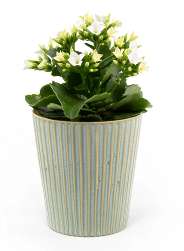 Kalanchoe in Hampshire Ceramic 9cm - image 2