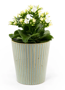 Kalanchoe in Hampshire Ceramic 9cm - image 2