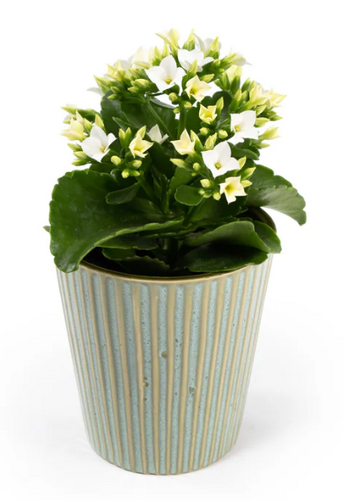 Kalanchoe in Hampshire Ceramic 9cm - image 3