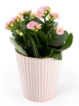 Kalanchoe in Hampshire Ceramic 9cm