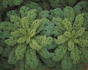 Kale Dwarf Green Curled 6 Pack