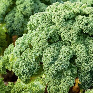 Kale Seeds (F1 Reflex) - image 2