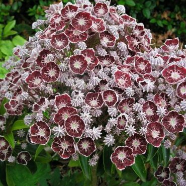 Kalmia Latifolia Jan's Delight 3 Litre