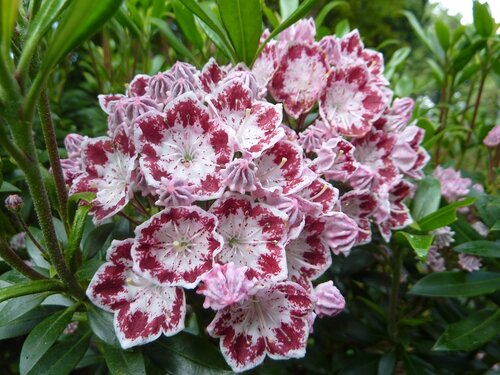 Kalmia Latifolia Merlin 3L