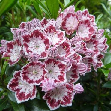 Kalmia latifolia Minuet 4 Litre