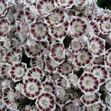 Kalmia latifolia Nani 4 Litre