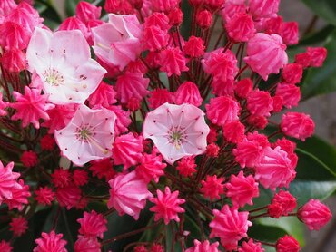 Kalmia Latifolia Olivia 3 Litre
