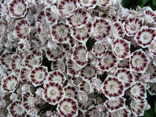 Kalmia Latifolia Star Magic 3 Litre