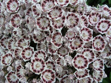 Kalmia Latifolia Star Magic 3 Litre