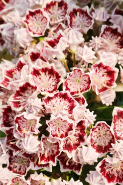 Kalmia latifolia Star Magic 4 Litre