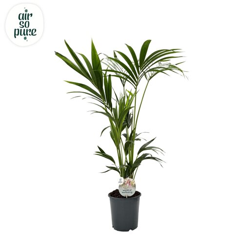 Kentia Forsteriana 21cm
