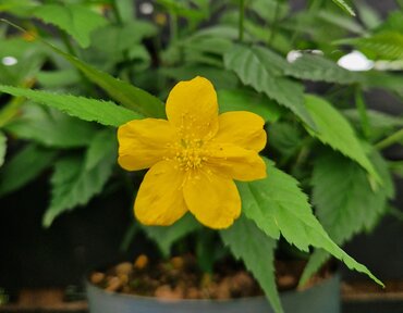 Kerria japonica Golden Guinea 2.3 Litre