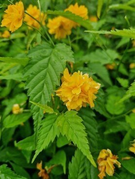 Kerria japonica Pleniflora 2.3 Litre