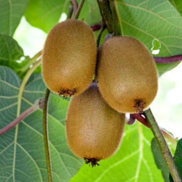 Kiwi Jenny 12 Litre