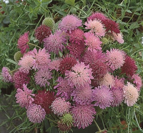 Knautia Macedonica Melton Pastels 9cm