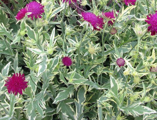 Knautia Thunder & Lightning 2 Litre