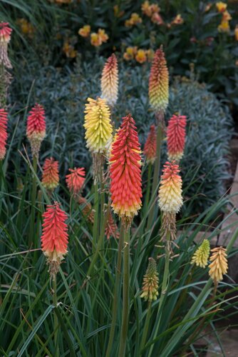 Kniphofia Flamenco 9cm