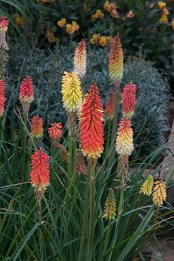 Kniphofia Flamenco 9cm