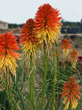 Kniphofia Flamenco 9cm