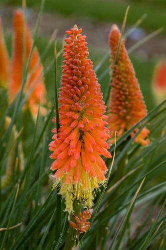 Kniphofia Royal Castle 9cm