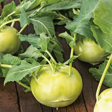 Kohl Rabi Seeds (Olivia F1)