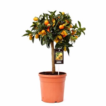 Kumquat Standard 19cm
