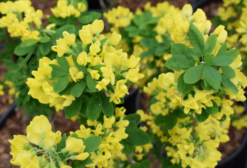 Laburnum Sunspire 10 litre