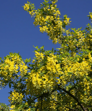 Laburnum watereri Vossii 80cm Stem 10 Litre